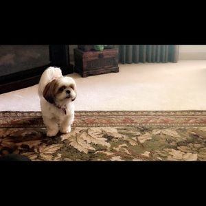 Meet your Posher, Austin